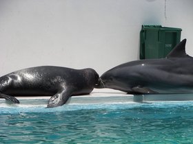 Gulfarium-2009